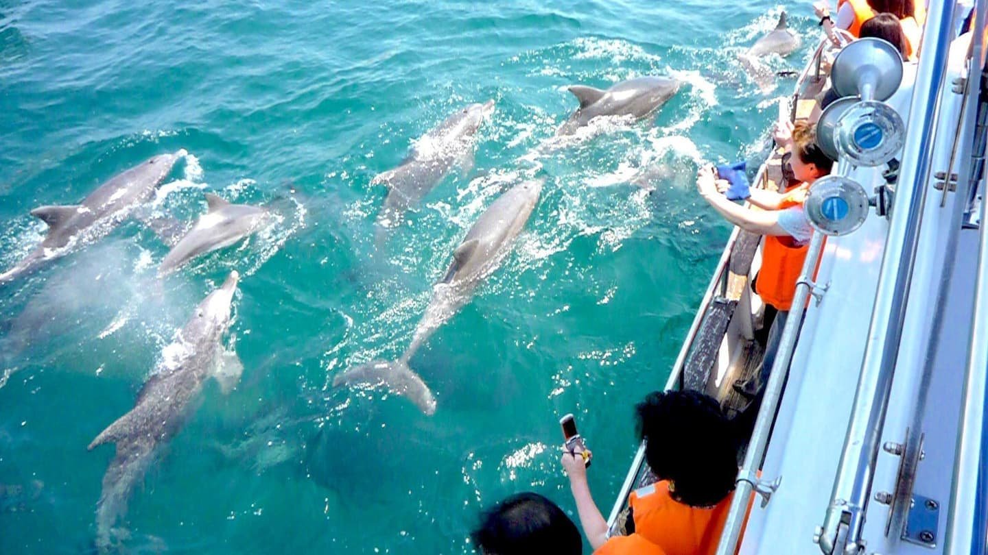 🐬 야생 돌고래 해상공원(이루카 마린 월드) 이미지 5